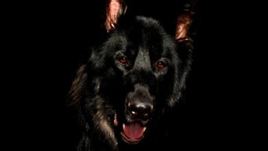 تفسير حلم الكلب