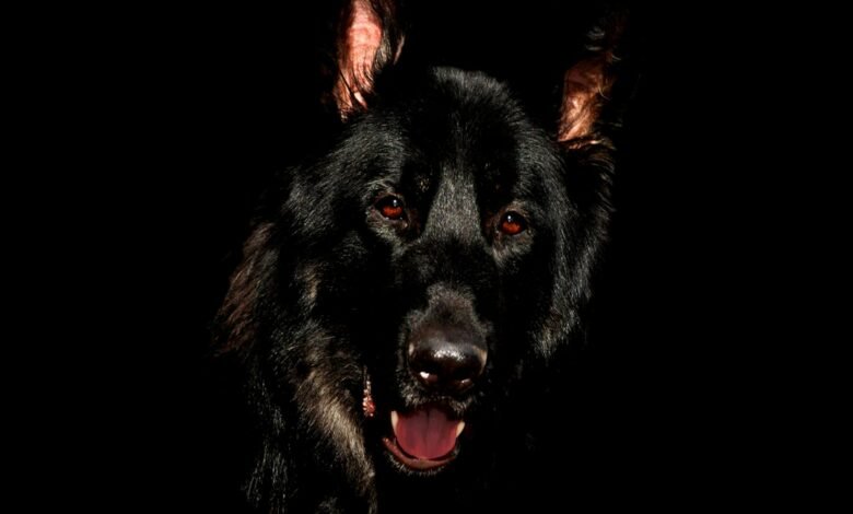 تفسير حلم الكلب