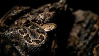 تفسير حلم الثعبان