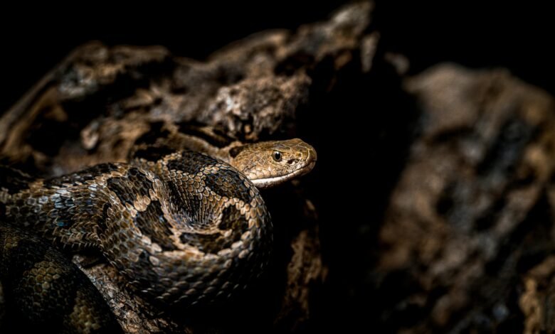 تفسير حلم الثعبان