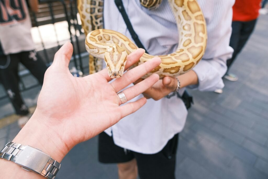 تفسير حلم الثعبان في المنام ودلالات رؤية الأفعى حسب ابن سيرين