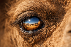 رؤية الجمل في الحلم تعبر عن السفر والتحمل ومواجهة الصعوبات